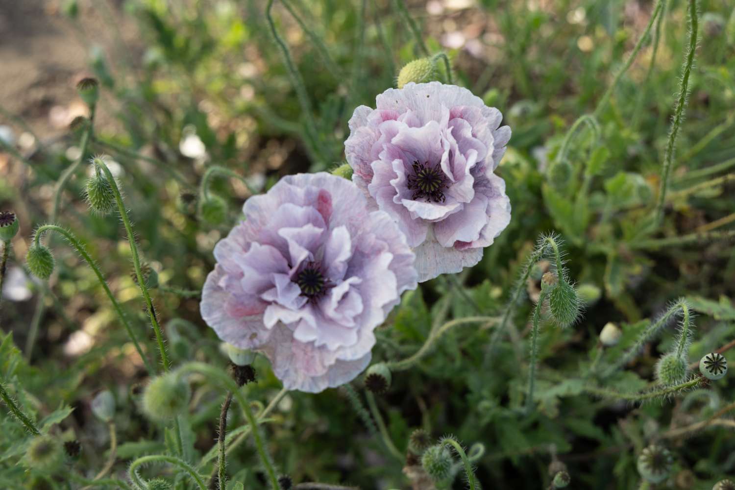 Coquelicot 'Amazing Grey' (graines)